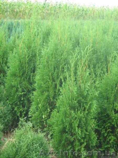 туя західна Колумна, самшит, ялівець, кипарисовик - <ro>Изображение</ro><ru>Изображение</ru> #3, <ru>Объявление</ru> #117835