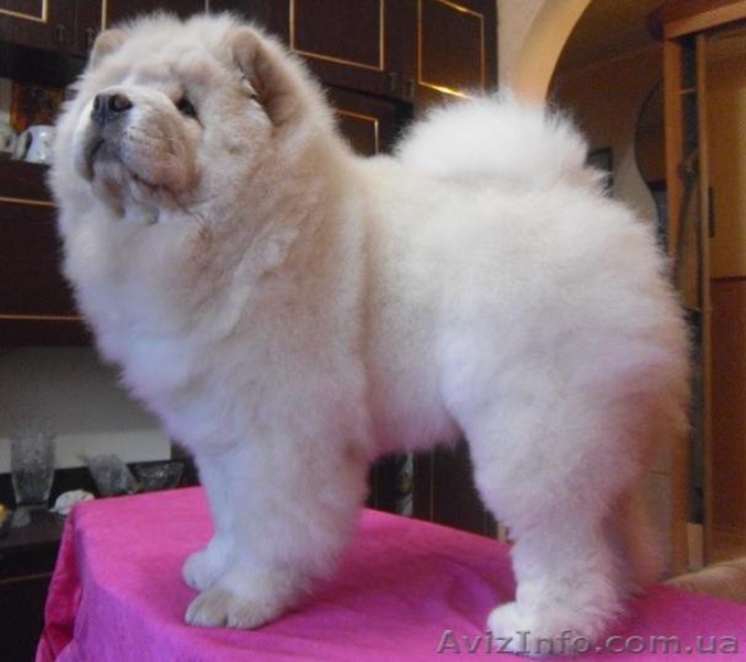 Щеночки чау-чау.. - <ro>Изображение</ro><ru>Изображение</ru> #3, <ru>Объявление</ru> #193223