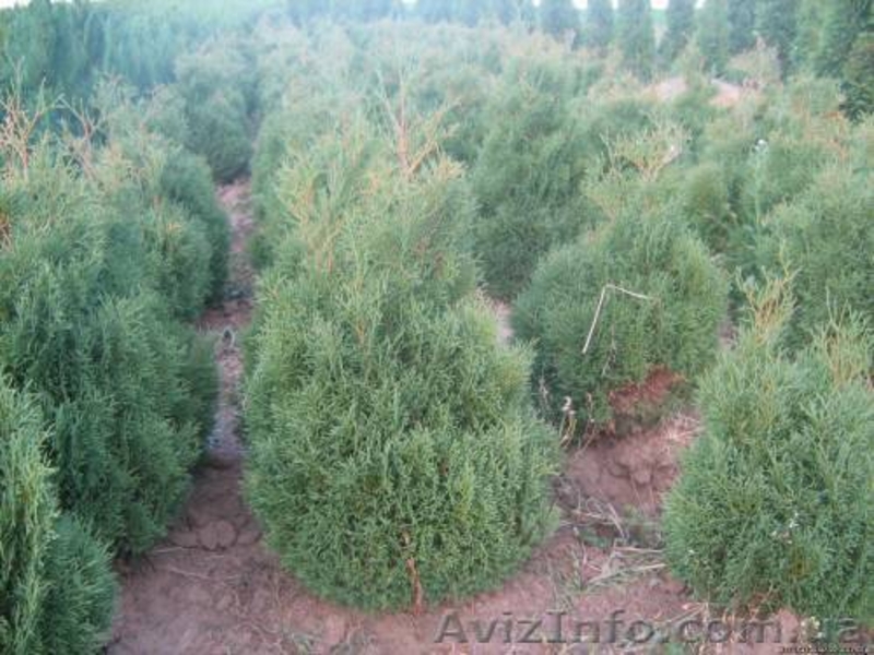   Хвойни декоративные деревя и кусты для  озеленения - <ro>Изображение</ro><ru>Изображение</ru> #4, <ru>Объявление</ru> #63950