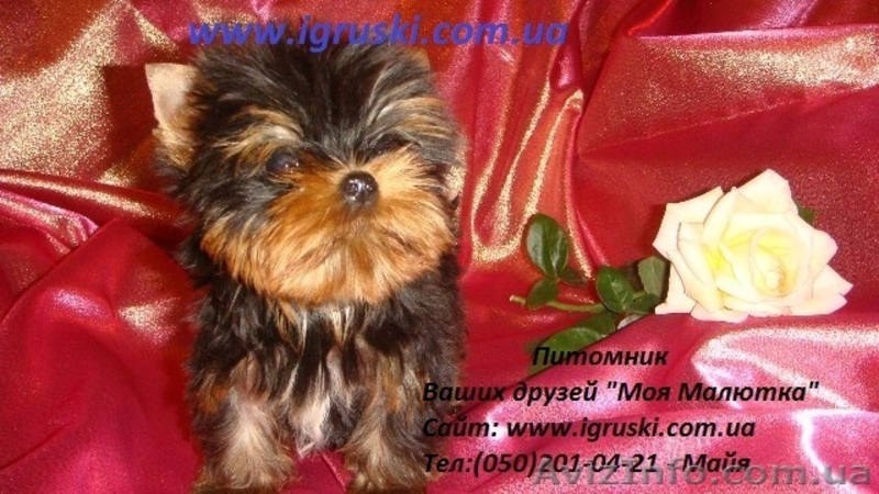 Элитные щеночки йоркширского терьера экстра-мини - <ro>Изображение</ro><ru>Изображение</ru> #1, <ru>Объявление</ru> #324121