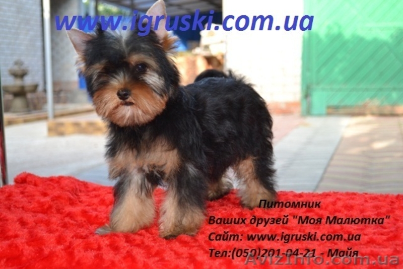 Элитные щеночки йоркширского терьера экстра-мини - <ro>Изображение</ro><ru>Изображение</ru> #2, <ru>Объявление</ru> #324121