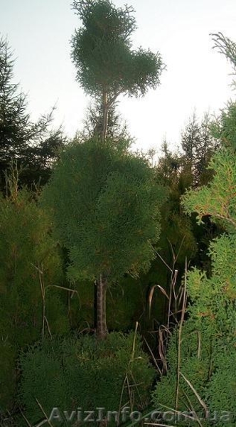 Туя, ель, сосна,кедр,тис,лиственница,пихта,можжевельник,самшит. - <ro>Изображение</ro><ru>Изображение</ru> #1, <ru>Объявление</ru> #146785