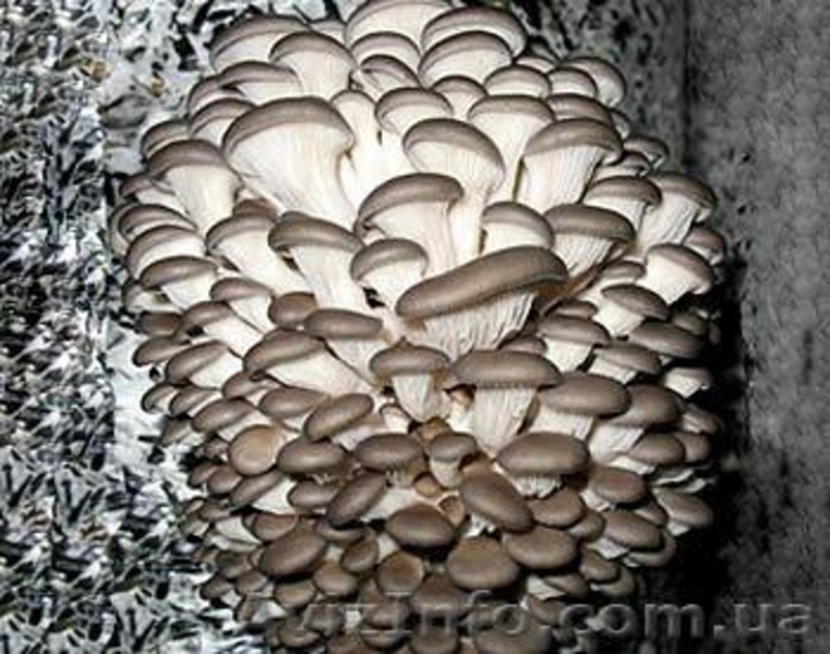 Продаю (купити) міцелій печериці (шампіньйона), гливи, опенька, шиітаке  … - <ro>Изображение</ro><ru>Изображение</ru> #2, <ru>Объявление</ru> #541897
