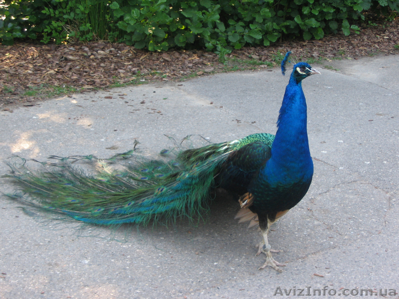 продам павлинов - <ro>Изображение</ro><ru>Изображение</ru> #1, <ru>Объявление</ru> #524240