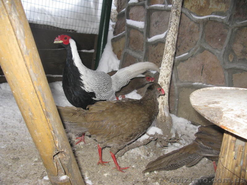 ПРОДАМ ФАЗАНОВ КУРОПАТОК - <ro>Изображение</ro><ru>Изображение</ru> #10, <ru>Объявление</ru> #824783