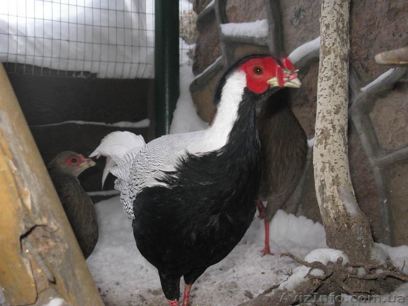 ПРОДАМ ФАЗАНОВ КУРОПАТОК - <ro>Изображение</ro><ru>Изображение</ru> #1, <ru>Объявление</ru> #824783