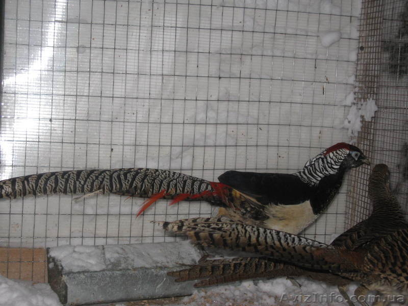 ПРОДАМ ФАЗАНОВ КУРОПАТОК - <ro>Изображение</ro><ru>Изображение</ru> #3, <ru>Объявление</ru> #824783