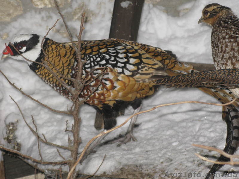 ПРОДАМ ФАЗАНОВ КУРОПАТОК - <ro>Изображение</ro><ru>Изображение</ru> #5, <ru>Объявление</ru> #824783