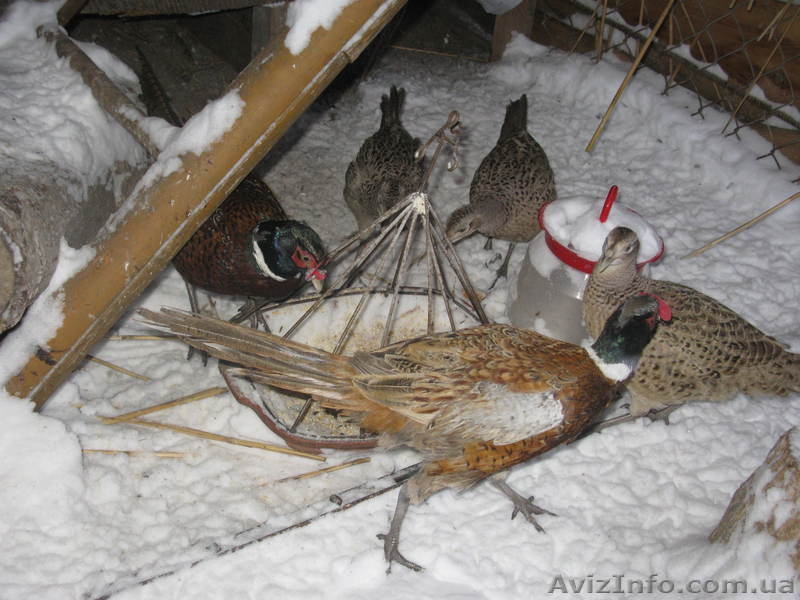 ПРОДАМ ФАЗАНОВ КУРОПАТОК - <ro>Изображение</ro><ru>Изображение</ru> #9, <ru>Объявление</ru> #824783