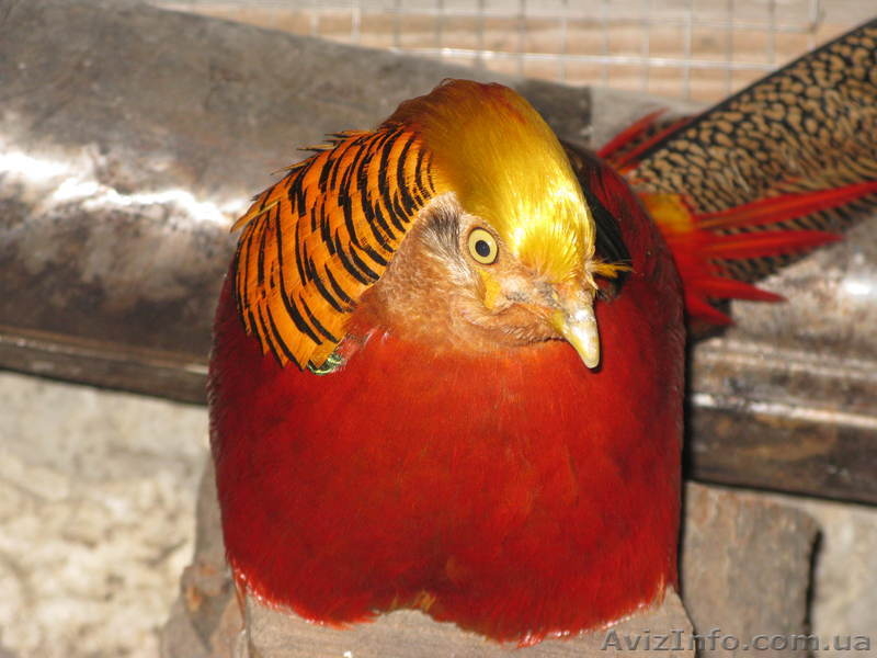 ПРОДАМ ФАЗАНОВ КУРОПАТОК - <ro>Изображение</ro><ru>Изображение</ru> #7, <ru>Объявление</ru> #824783