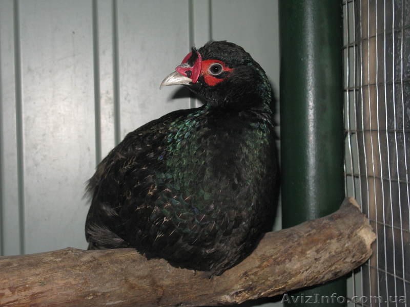 ПРОДАМ ФАЗАНОВ КУРОПАТОК - <ro>Изображение</ro><ru>Изображение</ru> #8, <ru>Объявление</ru> #824783