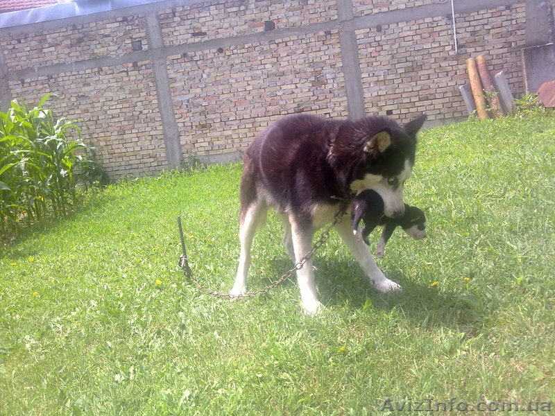 Сибирские Хаски - <ro>Изображение</ro><ru>Изображение</ru> #6, <ru>Объявление</ru> #922732