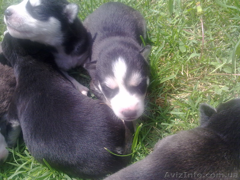 Сибирские Хаски - <ro>Изображение</ro><ru>Изображение</ru> #7, <ru>Объявление</ru> #922732