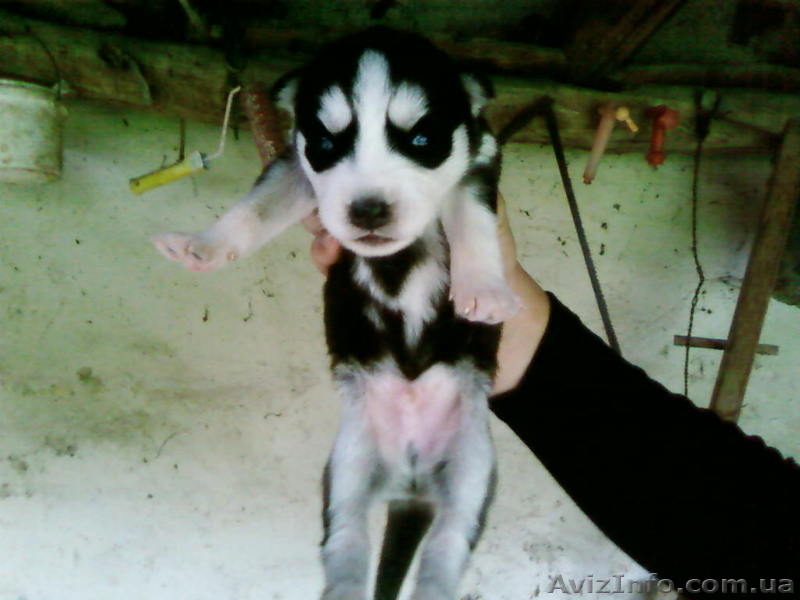 Сибирские Хаски - <ro>Изображение</ro><ru>Изображение</ru> #1, <ru>Объявление</ru> #922732