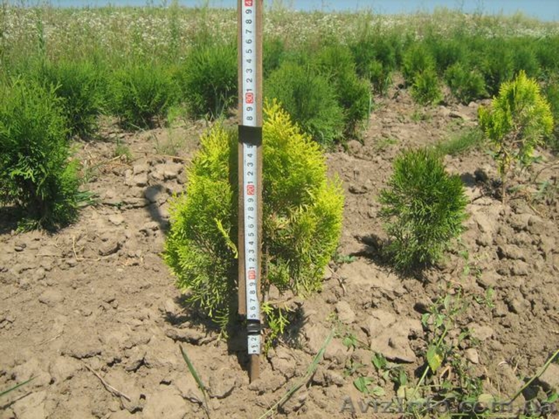 туї смарагд колумна - <ro>Изображение</ro><ru>Изображение</ru> #8, <ru>Объявление</ru> #941974