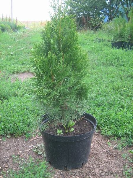 туї смарагд колумна - <ro>Изображение</ro><ru>Изображение</ru> #10, <ru>Объявление</ru> #941974