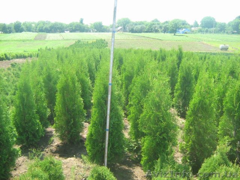 туї смарагд колумна - <ro>Изображение</ro><ru>Изображение</ru> #3, <ru>Объявление</ru> #941974