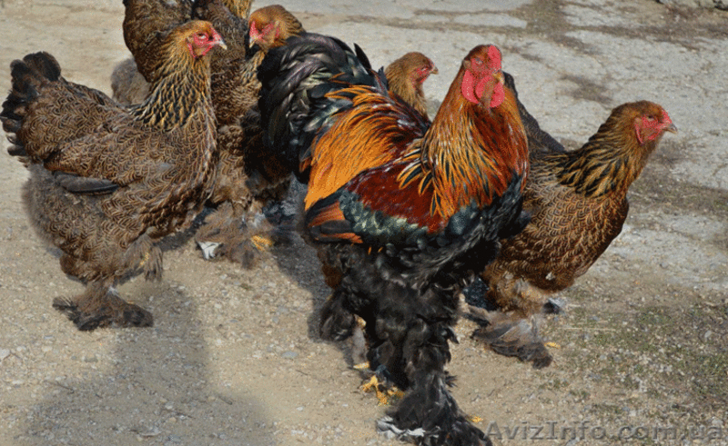 Кури Брама , циплята - <ro>Изображение</ro><ru>Изображение</ru> #2, <ru>Объявление</ru> #1122176