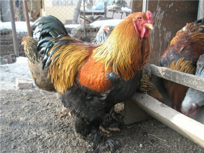 Кури Брама , циплята - <ro>Изображение</ro><ru>Изображение</ru> #1, <ru>Объявление</ru> #1122176