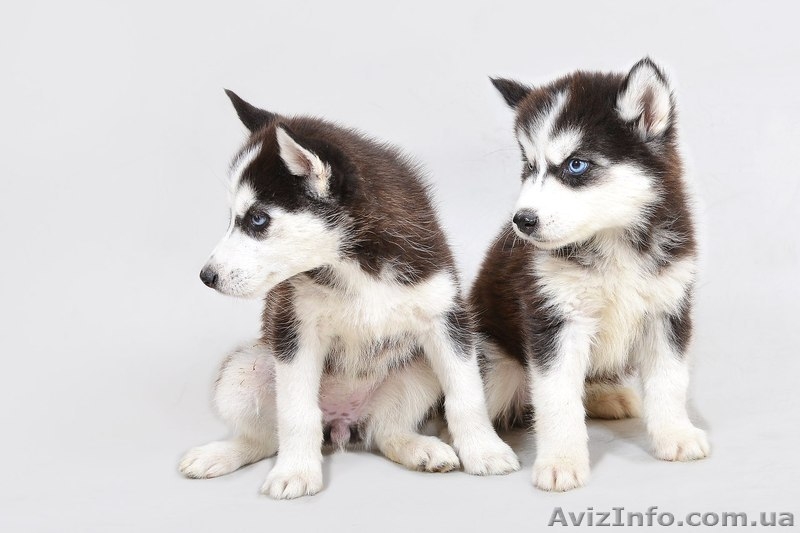 Сибирская хаски девочка, голубоглазая - <ro>Изображение</ro><ru>Изображение</ru> #3, <ru>Объявление</ru> #1126029