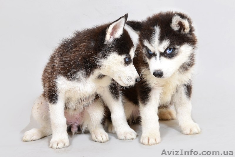 Сибирская хаски девочка, голубоглазая - <ro>Изображение</ro><ru>Изображение</ru> #4, <ru>Объявление</ru> #1126029