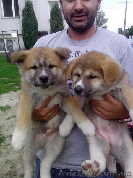 Цуценята японська акіта-іну - <ro>Изображение</ro><ru>Изображение</ru> #1, <ru>Объявление</ru> #1143613