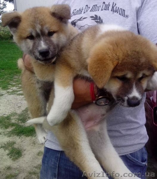 Цуценята японська акіта-іну - <ro>Изображение</ro><ru>Изображение</ru> #2, <ru>Объявление</ru> #1143613