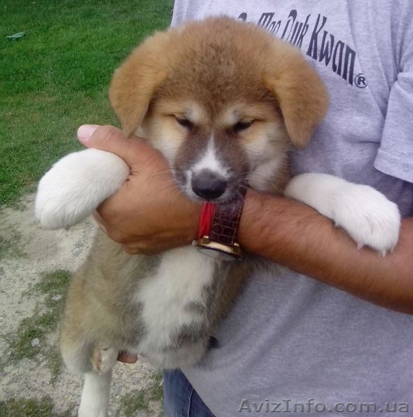 Цуценята японська акіта-іну - <ro>Изображение</ro><ru>Изображение</ru> #4, <ru>Объявление</ru> #1143613