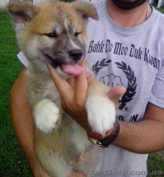 Цуценята японська акіта-іну - <ro>Изображение</ro><ru>Изображение</ru> #5, <ru>Объявление</ru> #1143613