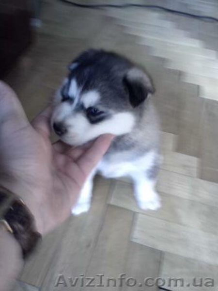 Сибірська хаскі хлопчик - <ro>Изображение</ro><ru>Изображение</ru> #1, <ru>Объявление</ru> #1161952