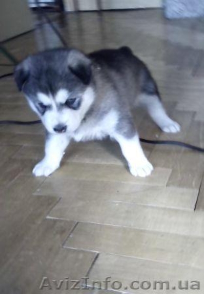 Сибірська хаскі хлопчик - <ro>Изображение</ro><ru>Изображение</ru> #3, <ru>Объявление</ru> #1161952