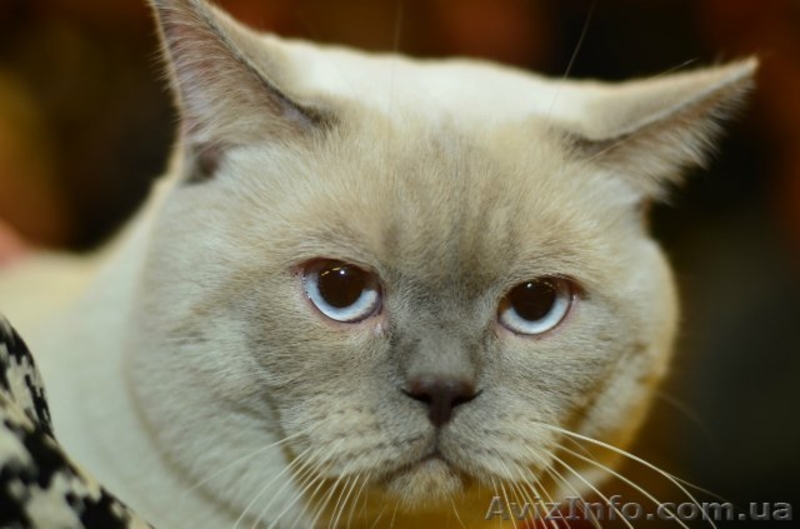 Кот приглашает на вязку - <ro>Изображение</ro><ru>Изображение</ru> #2, <ru>Объявление</ru> #1216053