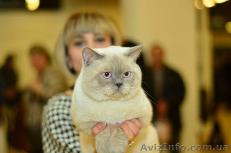 Кот приглашает на вязку - <ro>Изображение</ro><ru>Изображение</ru> #1, <ru>Объявление</ru> #1216053