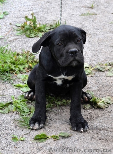 Щенки кане корсо черные девочки  - <ro>Изображение</ro><ru>Изображение</ru> #5, <ru>Объявление</ru> #1270310