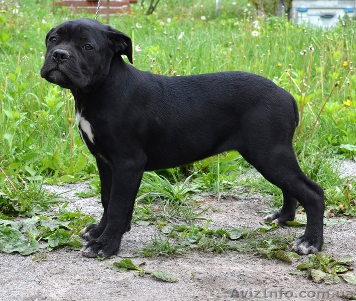 Щенки кане корсо черные девочки  - <ro>Изображение</ro><ru>Изображение</ru> #6, <ru>Объявление</ru> #1270310