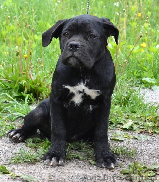Щенки кане корсо черные девочки  - <ro>Изображение</ro><ru>Изображение</ru> #7, <ru>Объявление</ru> #1270310