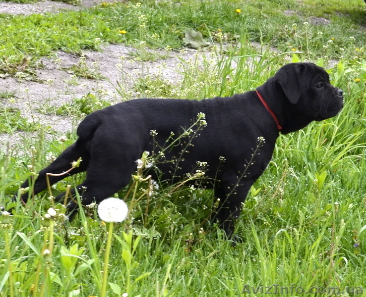 Щенки кане корсо черные девочки  - <ro>Изображение</ro><ru>Изображение</ru> #2, <ru>Объявление</ru> #1270310