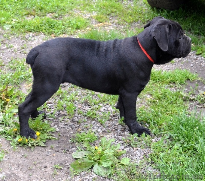 Щенки кане корсо черные девочки  - <ro>Изображение</ro><ru>Изображение</ru> #3, <ru>Объявление</ru> #1270310