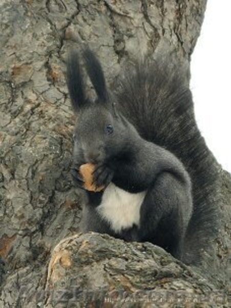 Продам взрослых белок и бельчат! - <ro>Изображение</ro><ru>Изображение</ru> #4, <ru>Объявление</ru> #1453981