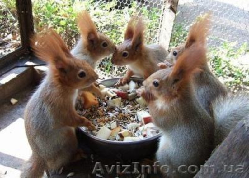 Продам взрослых белок и бельчат! - <ro>Изображение</ro><ru>Изображение</ru> #5, <ru>Объявление</ru> #1453981