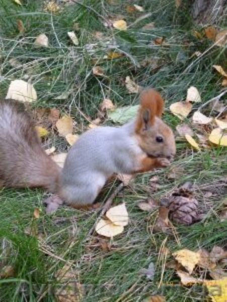 Продам взрослых белок и бельчат! - <ro>Изображение</ro><ru>Изображение</ru> #6, <ru>Объявление</ru> #1453981