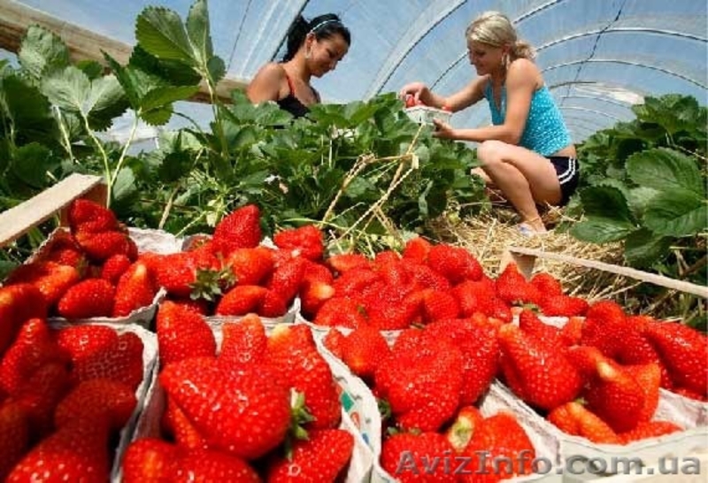  В Польшу на сбор земляники нужны работники - <ro>Изображение</ro><ru>Изображение</ru> #1, <ru>Объявление</ru> #1477513