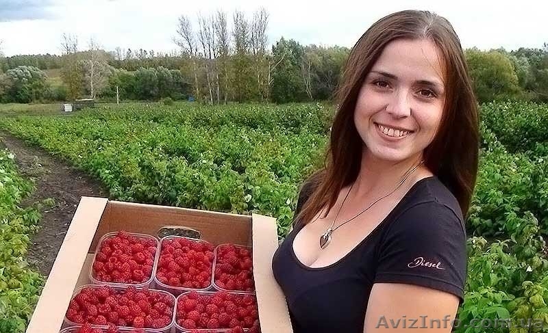  В Польшу нужны сборщики малины - <ro>Изображение</ro><ru>Изображение</ru> #1, <ru>Объявление</ru> #1477535