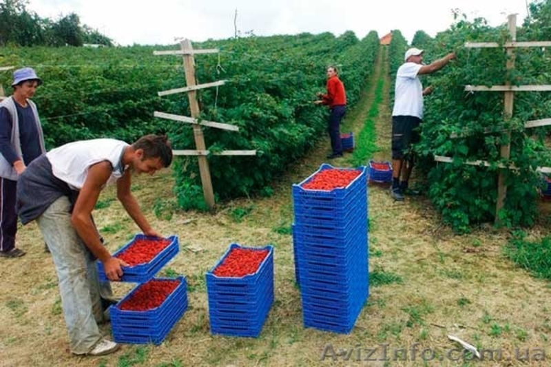  В Польшу нужны сборщики малины - <ro>Изображение</ro><ru>Изображение</ru> #2, <ru>Объявление</ru> #1477535