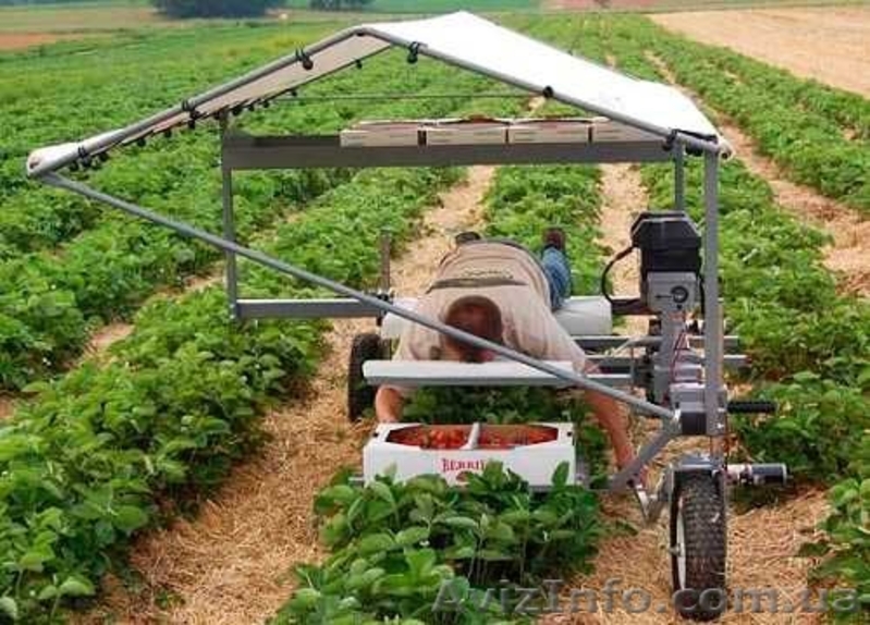  В Польшу на сбор земляники нужны работники - <ro>Изображение</ro><ru>Изображение</ru> #3, <ru>Объявление</ru> #1477513