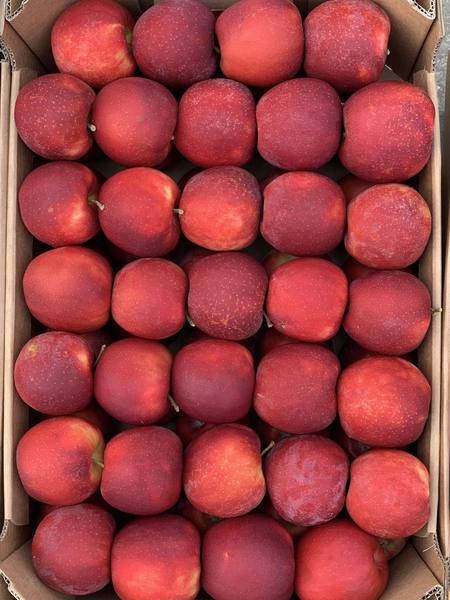 Продам яблоки со своего сада, урожай 2019 г - <ro>Изображение</ro><ru>Изображение</ru> #2, <ru>Объявление</ru> #1670447