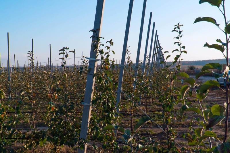 Продам столбики бетонные для садов, виноградников - <ro>Изображение</ro><ru>Изображение</ru> #2, <ru>Объявление</ru> #1652126