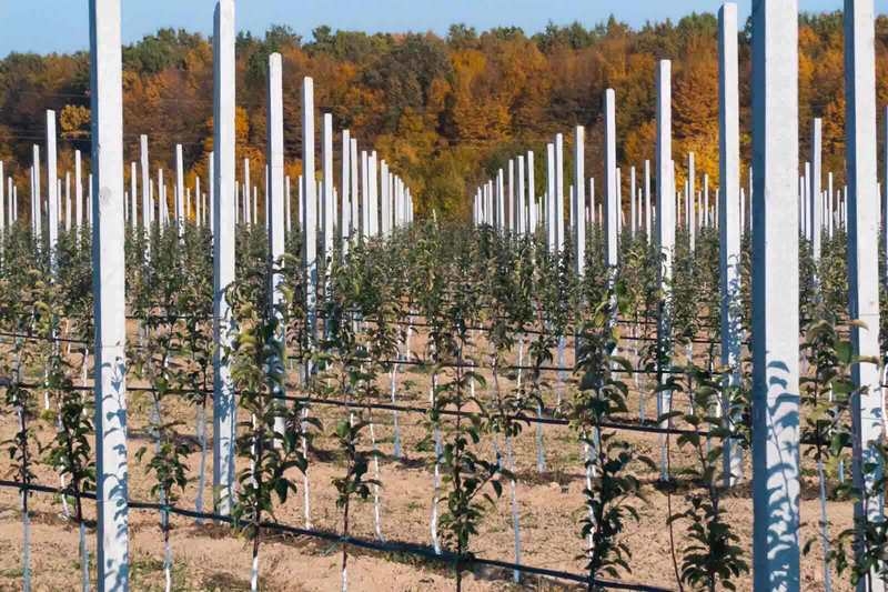 Продам столбики бетонные для садов, виноградников - <ro>Изображение</ro><ru>Изображение</ru> #1, <ru>Объявление</ru> #1652126