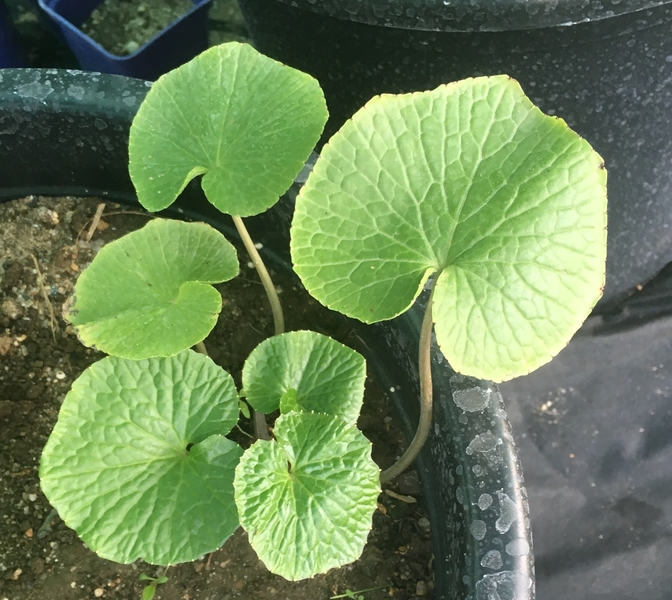 108 x WASABI PLANTS sadzonki sushi plant pflanze japan farm - <ro>Изображение</ro><ru>Изображение</ru> #3, <ru>Объявление</ru> #1701338