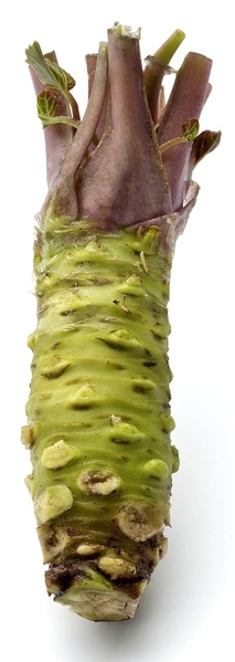 108 x WASABI PLANTS sadzonki sushi plant pflanze japan farm - <ro>Изображение</ro><ru>Изображение</ru> #5, <ru>Объявление</ru> #1701338